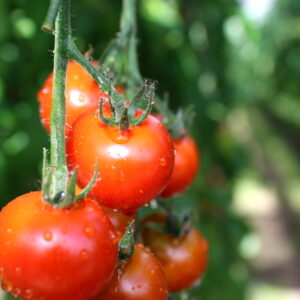 Kirschtomaten lose 16,80 €/kg