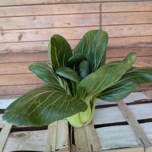 Pak Choi, Stück 3,20 €