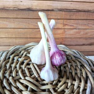 Knoblauch (frisch) 22,00 €/kg