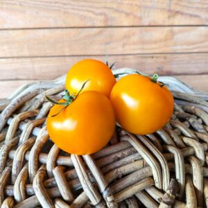 Tomate (gelb) 8,40 €/kg